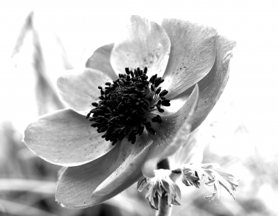 anemone scharz/weiss