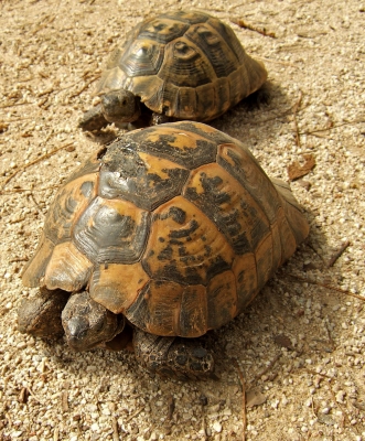 Schildkröten auf Wanderschaft