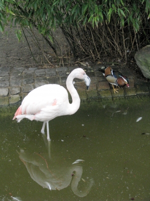 Flamingo, weiss