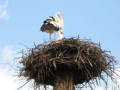 Storchennest