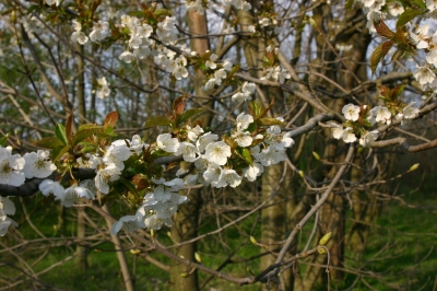 Blütenzauber 2