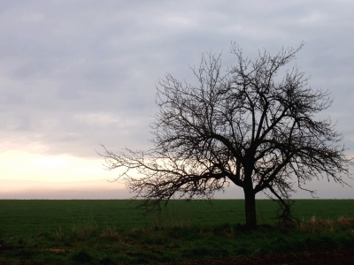 Baum am Morgen