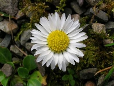 Gänseblümchen zwischen Steinen