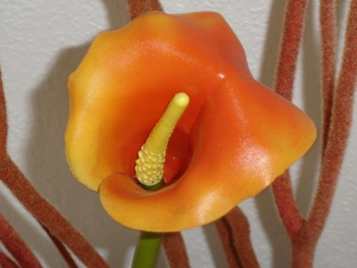 Calablüte 1