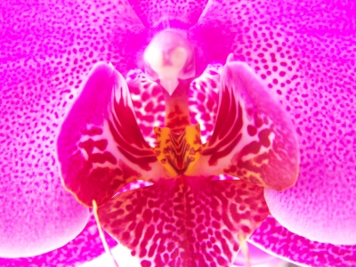 Phalaenopsis in pink