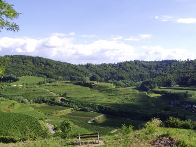 Weinanbau im Kaiserstuhl