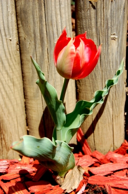 kleine tulpe