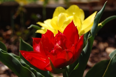 zwei tulpen