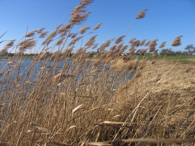 Großer Teich bei Schweikershain