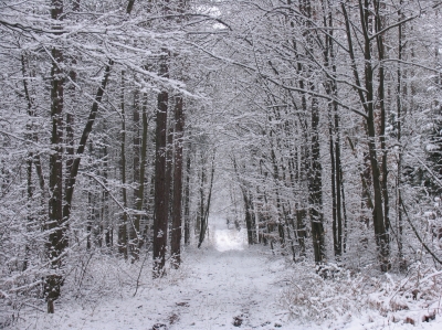 Winterwald in Geringswalde