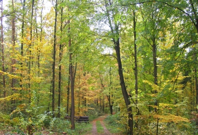 Herbstwald  in der Fröhne bei  Geringswalde
