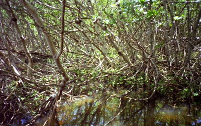 Mangroven in den Everglades