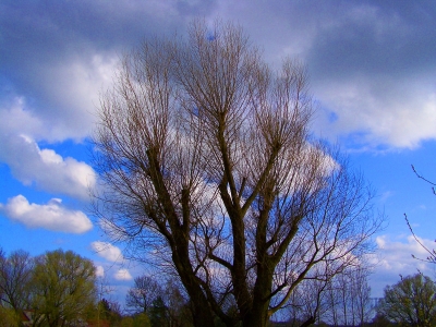 Weidenbaum
