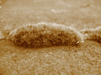 "Moosraupe" in Sepia