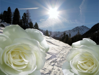 Rosen im Schnee - Schneerosen