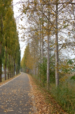 Pappelallee zur Insel Reichenau