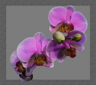 Orchidee mit Rahmen