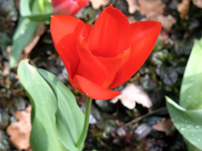 Köln Flora rote Tulpe nah