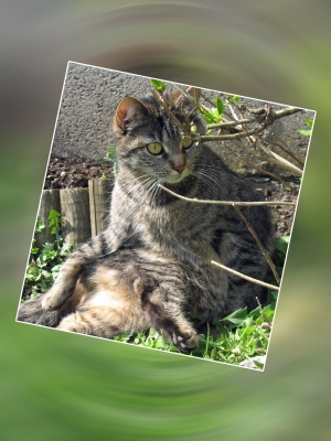 Weibliche Katze macht sich auf