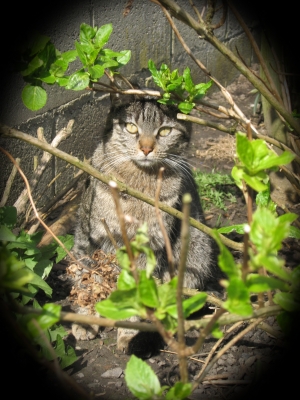 Junge weibliche Katze in der Frühlingssonne