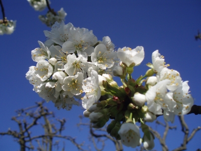 Kirschenblüten