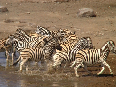 Zebras im Etoscha
