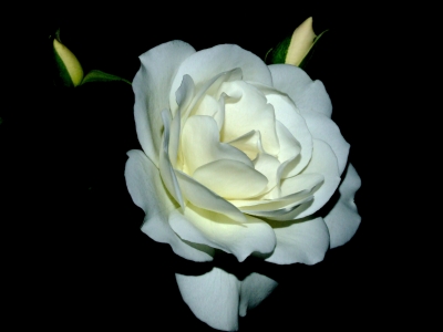 Weiße Rose im Dunkeln