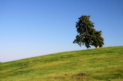 Lindenbaum und grüne Wiese