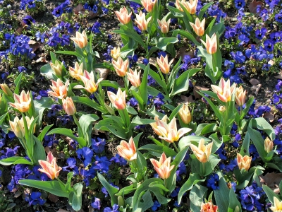 Köln Flora  Frühlingsblumen Tulpen und Stiefmütterchen