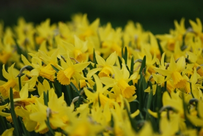 Osterglocken (Narcissus pseudonarcissus)