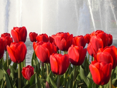 Tulpen am Springbrunnen