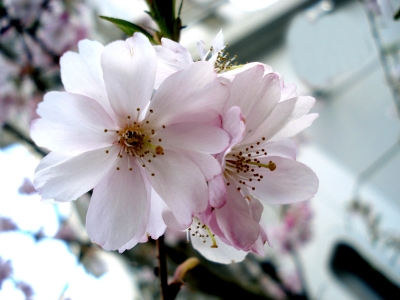 japanische Kirschblüte im Frühling~~~~