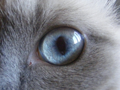 Ragdoll Auge