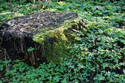 Waldboden 2