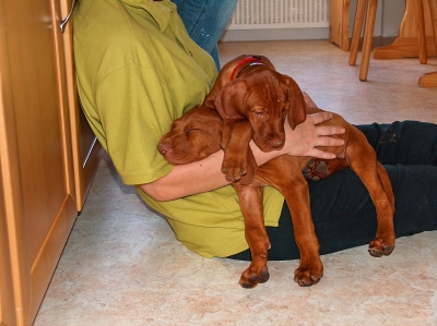 Ungarischer Vorstehhund Magyar Vizsla