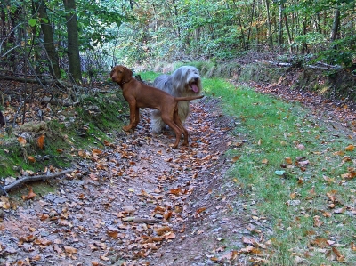 Ungarischer Vorstehhund Magyar Vizsla