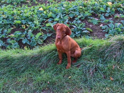 Ungarischer Vorstehhund Magyar Vizsla