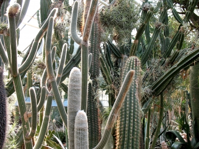 Köln Flora  mehrere Kakteen