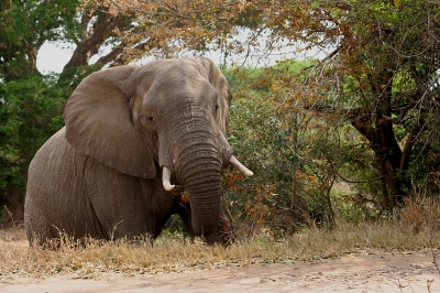 Elefant im Krügerpark