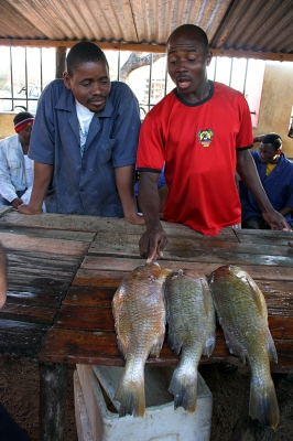 Fischmarkt in Maputo