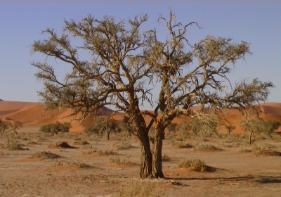 Kameldorn Baum
