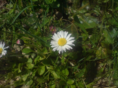 Gänseblümchen