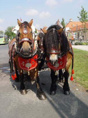 Pferde der Freiberger Brauerei