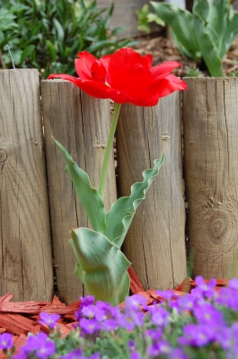 die kleine tulpe blüht