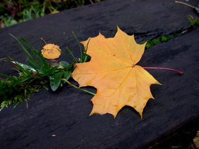Ein Ahornblatt auf einer Holzbank