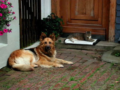 Wie Hund und Katz