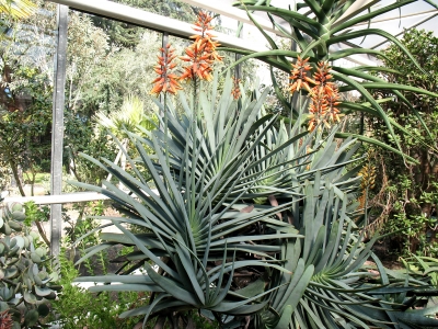 Köln Flora  Kakteen mit orange Rispen