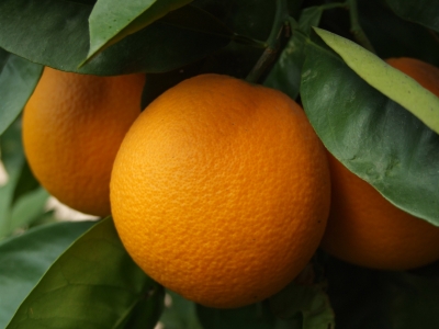 Neue Apfelsinen-Ernte