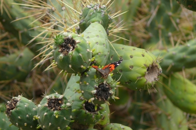 Schmetterling auf Kaktus