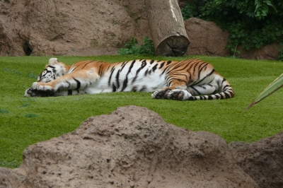 Tiger beim Mittagsschlaf